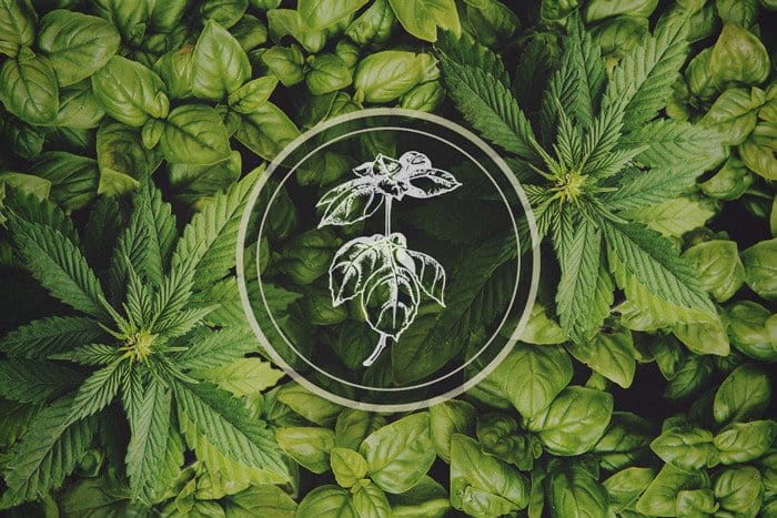 CBD CBG CBN QUEEN QUEENFIELD KONOPE hemp queenfield.sk kvapky olej cbdolej